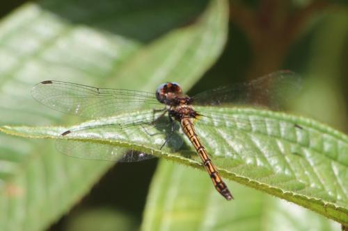 Réf. 273 005 : Macrothemis imitans
